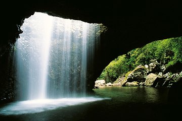 Natural Bridge & Springbrook Waterfalls Tour