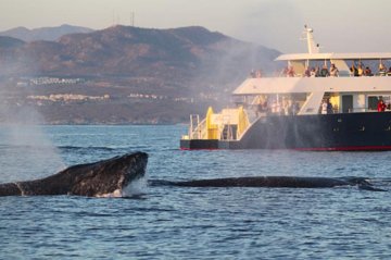 Whale-Watching Discovery Cruise with Brunch or Dinner 