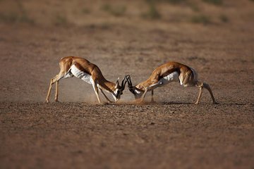 Big Five Game Reserve Wildlife Safari from Cape Town