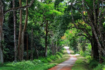 From Hanoi: Cuc Phuong National Park Day Trip by Private Car