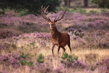 Amsterdam: Kröller Müller Museum and Hoge Veluwe NP Private Tour