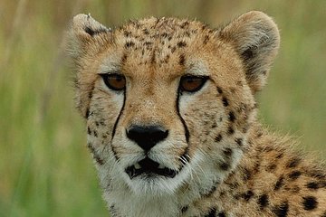 Ann Van Dyk Cheetah Centre Tour from Johannesburg or Pretoria