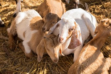 Czech Volcanic Mountains and Goat Farm Private Tour from Prague