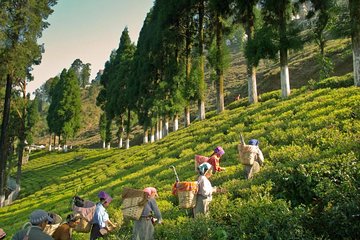 Excursion to Tea Estate Tour With Tea Processing Tour with Transportation