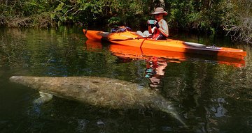 Self-Guided Kayaking Manatee and Dolphin Tour