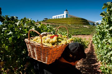 Casablanca Valley - Tasting in 3 Wineries with Lunch Stop at Tanino Restaurant