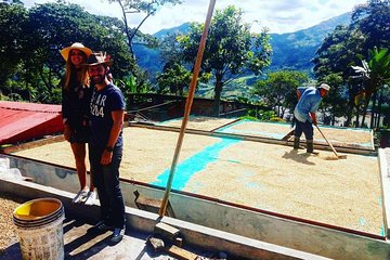 Guatape coffee tour express colombia