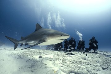 Bull Shark Dive in Playa del Carmen - 2-tanks / Only For Certified Divers