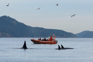 Victoria Whale Watching Tour by Zodiac