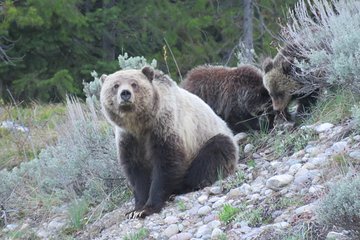 Grand Teton National Park - Full-Day Guided Tour from Jackson Hole