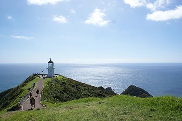 Far North New Zealand Tour Including 90 Mile Beach and Cape Reinga from Paihia