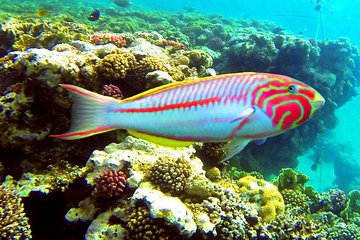 From Hurghada: Sharm El Naga Full-Day Snorkeling Tour