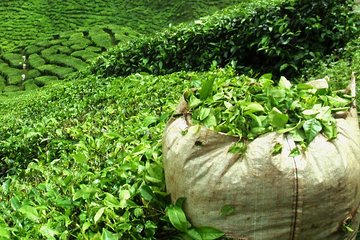 Guided Tea and Sugar Tour of Mauritius with Lunch