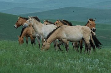 Day Tour of Hustai National Park