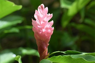 Half-Day Barbados Tour Harrisons Cave Hunte's Garden and Bathsheba 