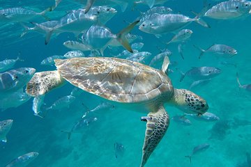 Barbados Excursion Snorkel Cruise and Beach Day on Carlisle Bay