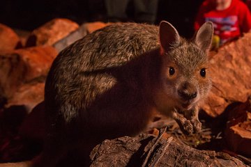 Alice Springs Desert Park Nocturnal Tour