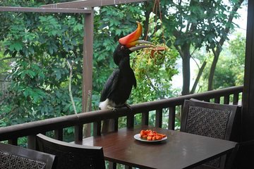 Kuala Lumpur Bird Park Admission Ticket with Private Pickup