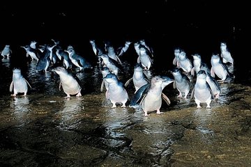 Private Phillip Island Penguin Parade Tour