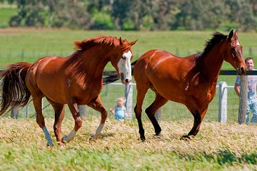 Living Legends Champion Racehorse Guided Tour