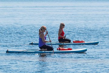 Dolphin and Manatee Stand Up Paddleboard Tour in Daytona Beach