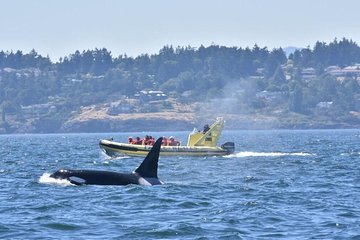 Zodiac Whale Watching Adventure from Victoria