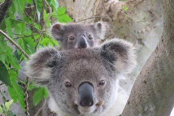 Byron Bay Wildlife Safari