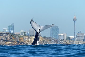 Small-Group Luxury Sydney Whale Watching Cruise