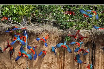 Tambopata tour Macaw Clay Lick 2 days