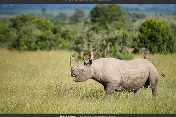 Ol Pejeta Conservancy Day Tour from Nairobi