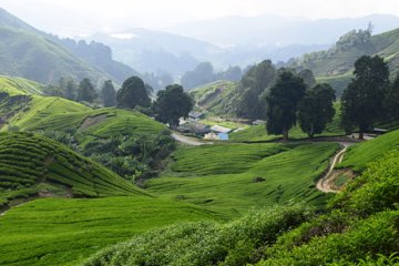 Cameron Highlands, Garden of Nature Full Day Private Guided Tour
