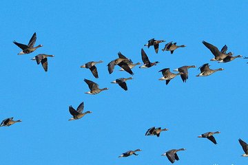 Winter Tour in Dobruja - Searching for Red-breasted Geese - private program