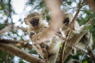 3 Day Classic Kruger National Park Safari