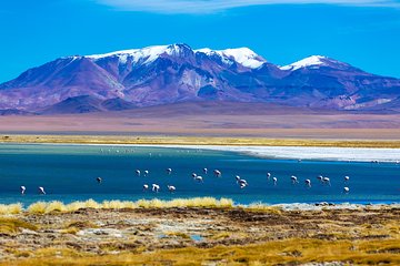 Atacama Salt Flat & Piedras Rojas Tour from San Pedro de Atacama