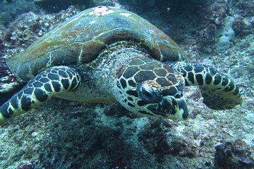 Snorkelling in Padang Bai