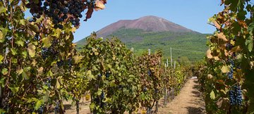 Vesuvius & Vineyard select from Sorrento