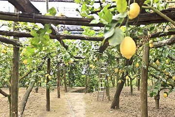 Sorrento Farm by tuk tuk : Cheese ,Limoncello & hands-on pizza