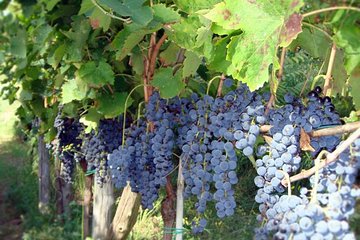 Vineyard Tour at one of the most famous wine-production centres in the Amalfi C.