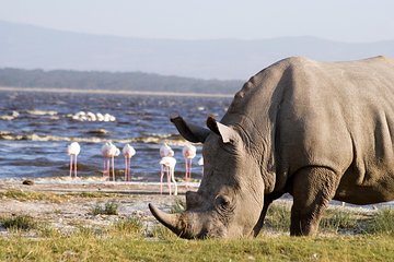 4 Days group Landcruiser safari to Masaai Mara and Lake Nakuru