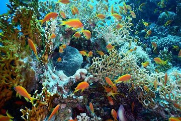 Red Sea Diving Trip from Hurghada: Beginner to Advanced Divers