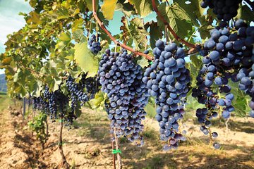 Chianti Half-day Wine Tour in the Tuscan's Hills from Pisa