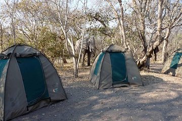 Chobe National Park Camping Safari From Victoria Falls (2 Days and 2 Nights)