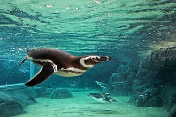 Skip the Ticketing Line: Aquarium of the Pacific General Admission Ticket