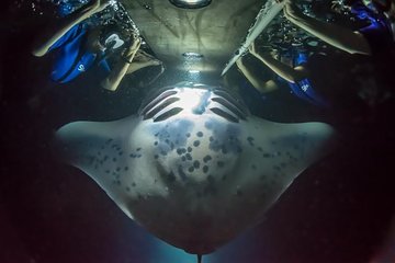 Night Manta Ray Experience