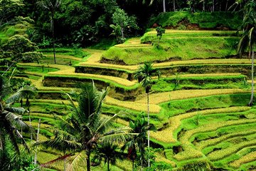 Best of Ubud: Waterfall, Rice Terraces & Monkey Forest