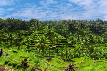 Best of Ubud Private Day Tour