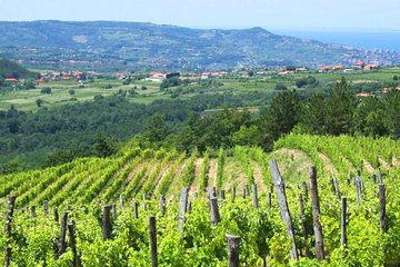 Horses And Vineyards