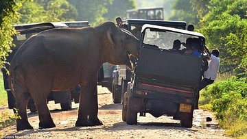 Private Jeep Safari tour at Wilpattu National Park from Sigiriya or Dambulla