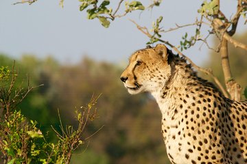 4 days Kruger Park Big 5 Safari and Awesome Panorama Route