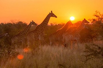 4-day Soweto & Pretoria, Lion Park, Magalies/Pilanesberg Safari